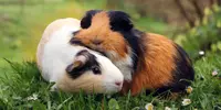 Животные и растения